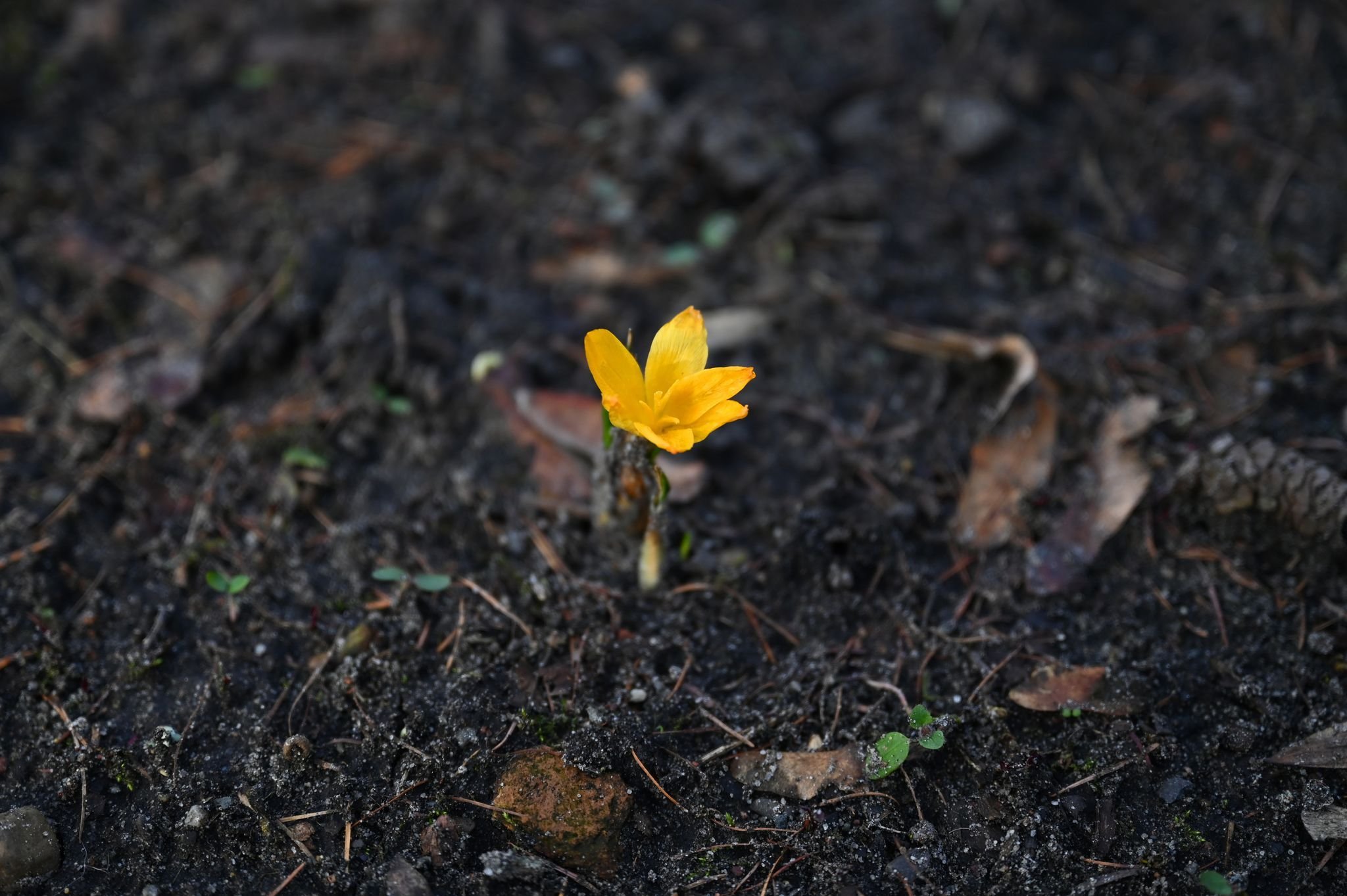 Frost Warning: Brandenburg Nights Drop to -7°C Ground Frost